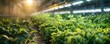 Hydroponic Farming, Solar Panels, Electric Vehicles, Recycling Programs, Green Energy Sources