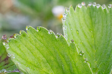 Wall Mural - Strawberry leaves with water drops.