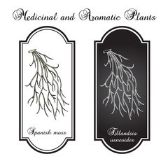 Wall Mural - Spanish moss (Tillandsia usneoides), medicinal plant. Hand drawn botanical vector illustration