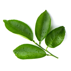 Wall Mural - Lemon, Citrus leaves isolated on a white background.