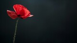 Fototapeta Maki - Red poppy flower on black background. Remembrance Day, Armistice Day, Anzac day symbol, floral, flora, blossom, closeup, garden, bloom,