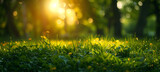 Defocused green trees in a forest or park with wild grass and sun beams, beautiful summer spring natural background