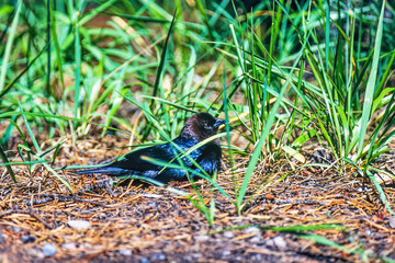 Poster - Brown-headed cowbird resting on the ground in the grass