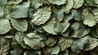 Dried Melissa leaves or mint. Background texture. Close up