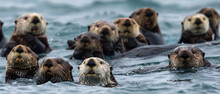 A Group Of Sea Otters Swimming In The Ocean Together.