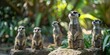 Curious meerkats on lookout in a sunlit habitat, exuding alertness and group dynamics