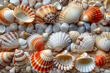 Seashells Scattered On Sandy Beach