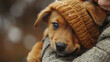 A cute brown puppy with floppy ears looks out from under a cozy knitted hat being held by its owner.