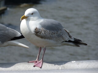 Poster - Mouette posée