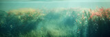 Fototapeta Fototapety do akwarium - Underwater world, seaweeds and water plants waving in idyllic clean waters.