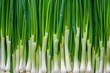 Top View of Fresh Bunches of Young Green Spring Onions as Grocery Background for Cooking and Eating
