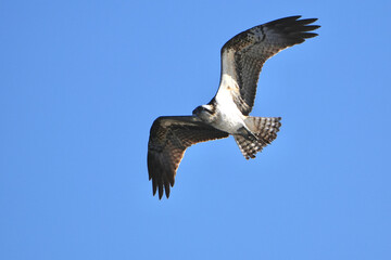 Wall Mural - osprey is hunting a fish