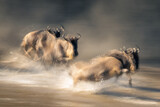 Fototapeta Konie - Slow pan of three wildebeest crossing river