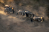 Fototapeta Konie - Slow pan of five wildebeest galloping together