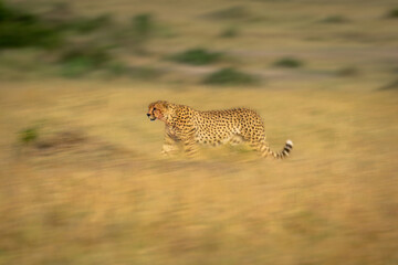 Wall Mural - Slow pan of cheetah walking across savannah