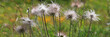 Gewöhnliche Kuhschelle (Pulsatilla vulgaris) Blütenstand im Sommer, Panorama 
