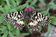 Osterluzeifalter (Zerynthia polyxena) auch Südlicher Osterluzeifalter, Schmetterling auf Blüte 