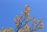 Fototapeta Krajobraz - autumn oak twig