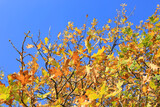 Fototapeta Krajobraz - autumn oak branch