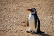 Le pingouin, ce merveilleux oiseau marin, incarne l'élégance et l'adaptabilité dans les contrées les plus glaciales de notre planète. 