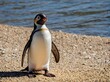 Le pingouin, ce merveilleux oiseau marin, incarne l'élégance et l'adaptabilité dans les contrées les plus glaciales de notre planète. 