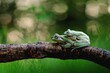 green frog on a branch
