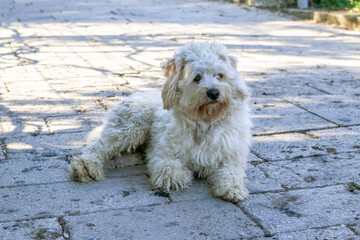 Dirty fluffy white dog is resting on a street in the shade.