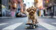 cute little dog rides through the city on a skateboard and looks into the camera