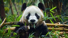 A Giant Panda Bear Is Actively Munching On Bamboo In A Lush Forest Setting. The Bears Black And White Fur Contrasts With The Vibrant Green Foliage Around It.