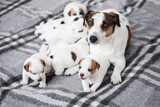 Fototapeta Zwierzęta - Newborn Puppies Suck their mother dog