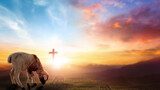 Fototapeta Na sufit - Easter concept, Christ Jesus concept, Flock of sheep on cross and sunset background