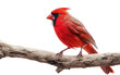 Cardinal Relaxing on Tree Branch isolated on transparent Background