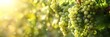 Vineyard at sunny day, green vines and ripe grapes