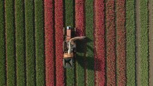 Aerial View Of Tulips Being Harvested With Tractor In Spring Time, Netherlands