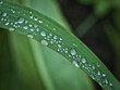 water drops on grass