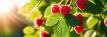 Bright Red Raspberries With Juicy Leaves With Sunlight, Banner