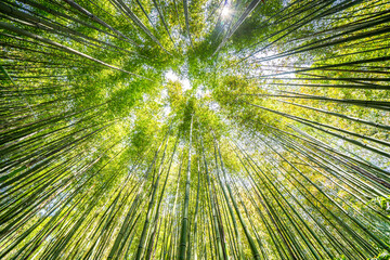 Wall Mural - The Bamboo Cevennes, Occitanie, France