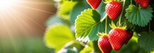 Bright Garden Strawberries With Succulent Leaves With Sunlight, Banner
