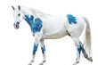 Horse Beauty on transparent background,