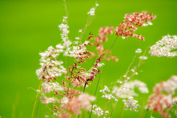 Wall Mural - grass flower