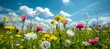 Spring daisies and yellow dandelions in sunny meadow under blue sky with copy space