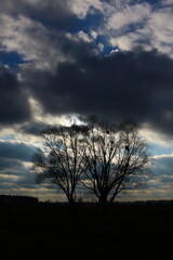 Wall Mural - tree at sunset