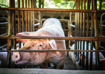 Wall Mural - Pig in stable, Pig Breeding farm in swine business in tidy and indoor,dirty pig breed in cage