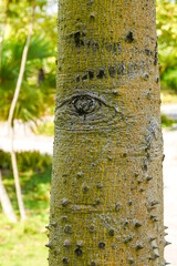 Wall Mural - bark of a tree with an eye