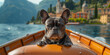 Französische Bulldogge auf einem Boot