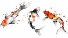 Abstract Watercolor Koi Carp Fish On A White Background.