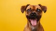 Funny dog linking its lips with tongue out Isolated on yellow background