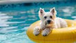 West Highland White Terrier outdoors on floatie in pool