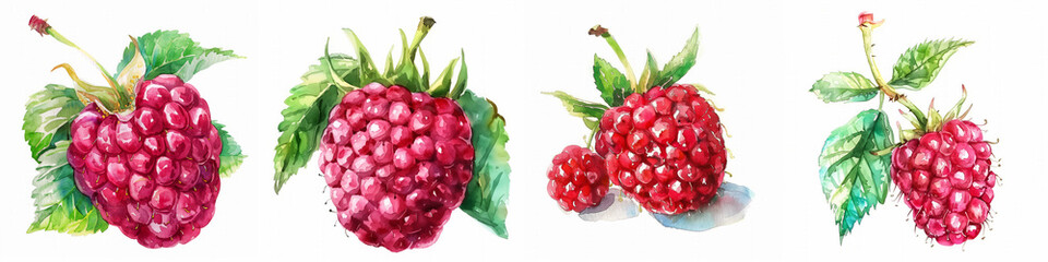 Wall Mural - Set of four watercolor illustrations of ripe raspberries with green leaves on a white background, ideal for culinary or nutritional themes with copy space