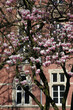 magnolie und architektur